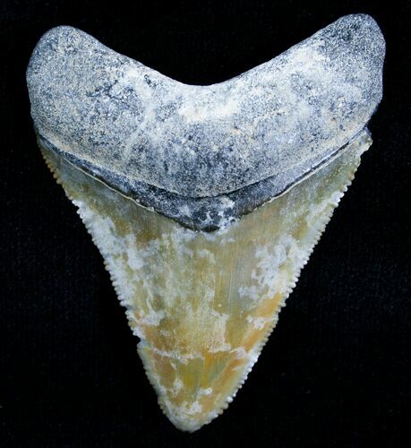 Uniquely Colored Megalodon Tooth #5642